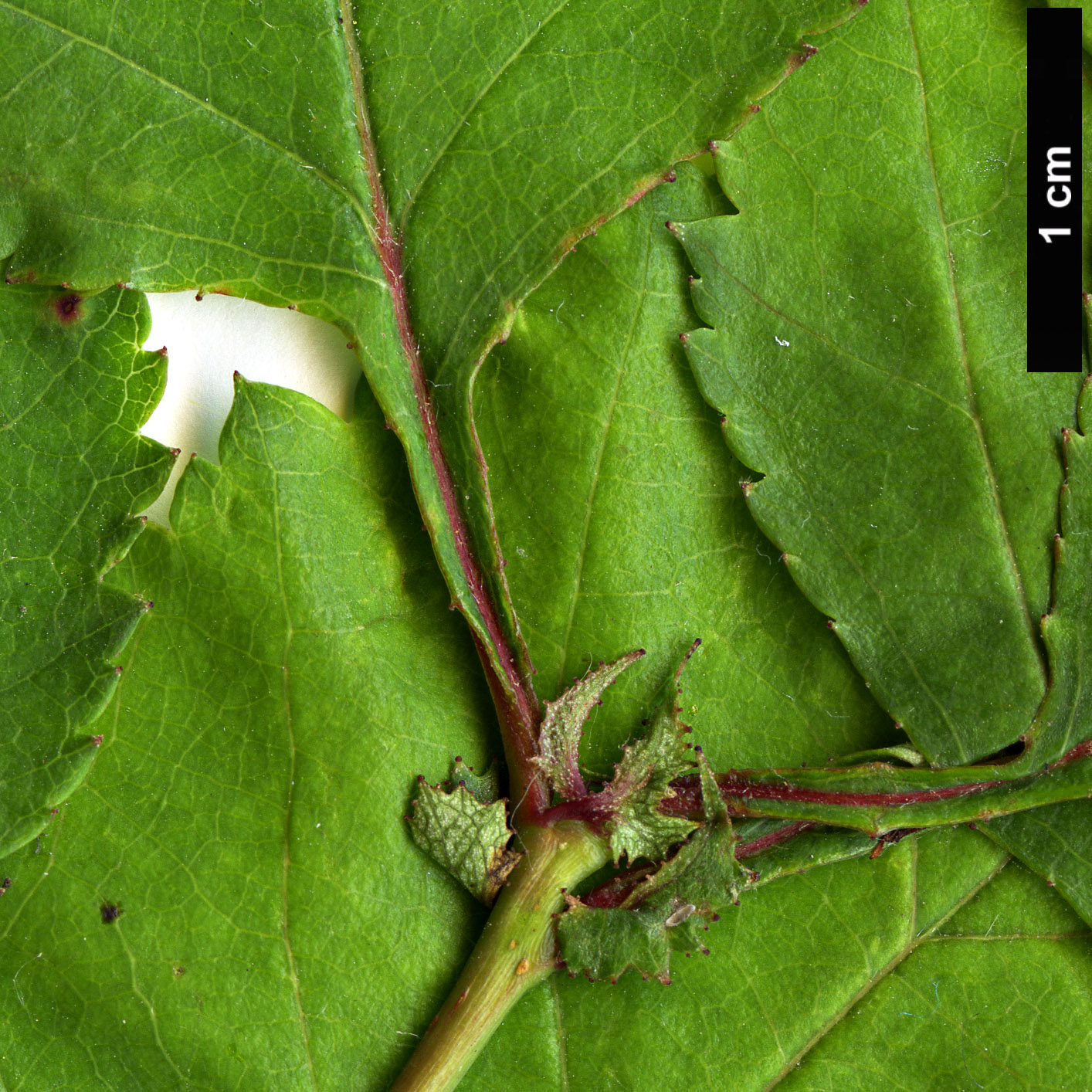 High resolution image: Family: Rosaceae - Genus: Crataegus - Taxon: intricata - SpeciesSub: var. straminea